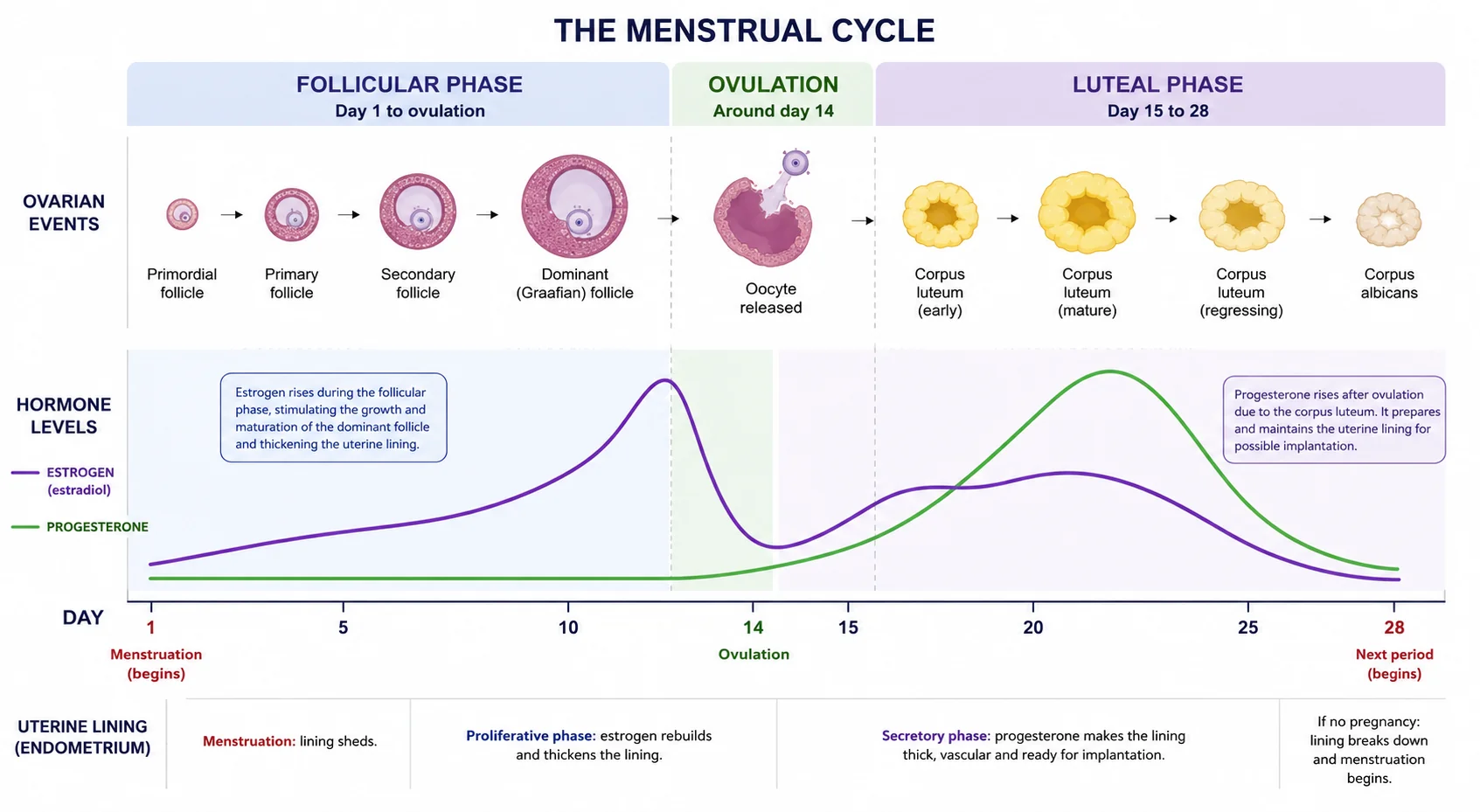Understanding Natural Hormone Rhythms During Perimenopause and Menopause